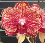 Ορχιδέα Phal. I-Hsin Grandifrola Flower 10,5cm