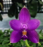 Ορχιδέα Phal. Samera var. blue × sib Strong AROMA