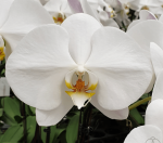 Ορχιδέα Phal. Sogo Yukidian Flower 12cm