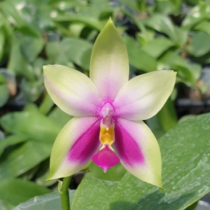 Phal. bellina Fire × sib 45cm Aroma • Ελληνικές Ορχιδέες • Μοναδικές ορχιδέες με στυλ και αρώματα!