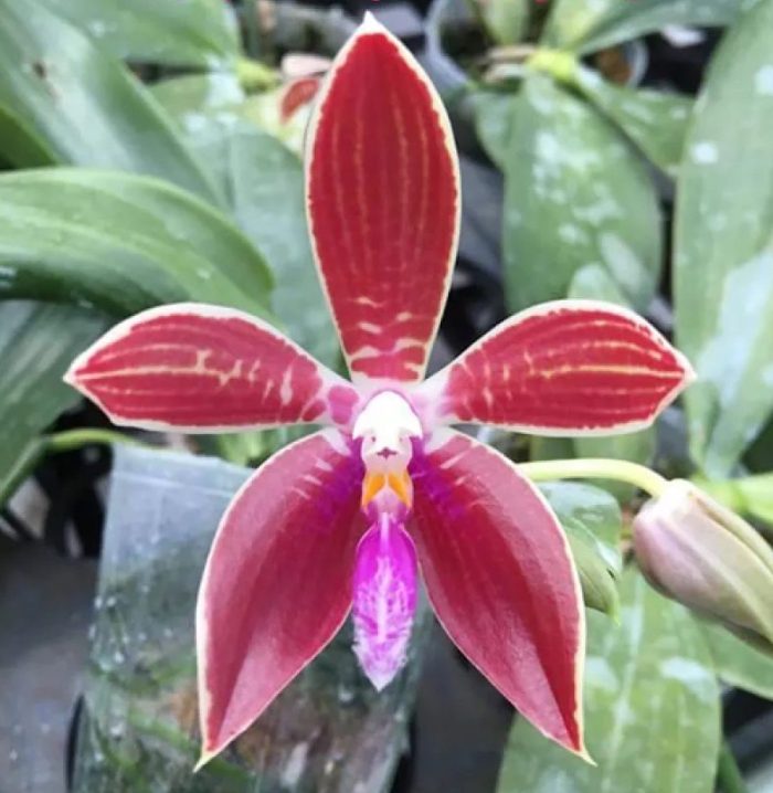 Phal. cornigiana x sib • Ελληνικές Ορχιδέες • Μοναδικές ορχιδέες με στυλ και αρώματα!