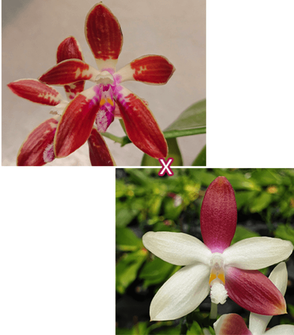 Phal. corningiana × tetraspis 'C1' Ορχιδέα Phal. corningiana × tetraspis 'C1' - Image 1