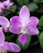 Ορχιδέα Phal. equestris 'Pink' × sib L.AROMA