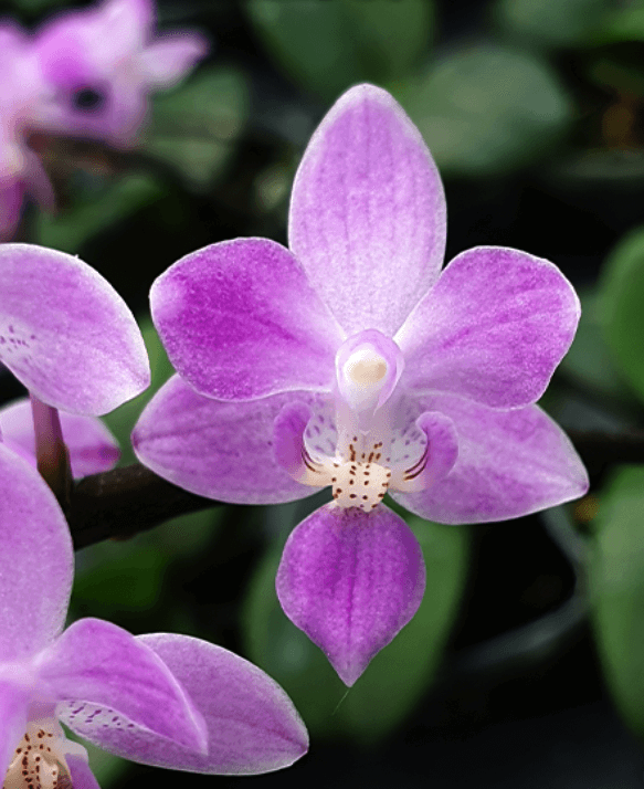 Phal. equestris 'Pink' × sib L.AROMA Ορχιδέα Phal. equestris 'Pink' × sib L.AROMA - Image 1