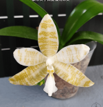 Ορχιδέα Phal. hieroglyphica var. flava × sib AROMA
