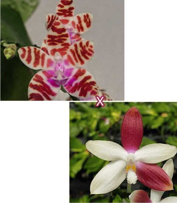 Phal. mariae × tetraspis 'C1' AROMA Ορχιδέα Phal. mariae × tetraspis 'C1' AROMA - Image 1