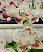 Ορχιδέα Phal. speciosa 'Spot' × sib AROMA