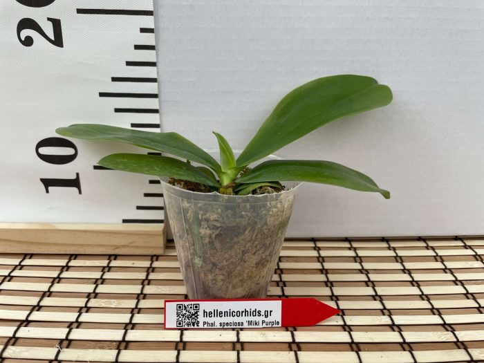 speciosa Miki Purple scaled • Ελληνικές Ορχιδέες • Μοναδικές ορχιδέες με στυλ και αρώματα!