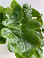 Philodendron Bipinnatifidum Atom