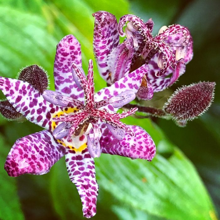 tricyrtis formosana dark beauty • Ελληνικές Ορχιδέες • Μοναδικές ορχιδέες με στυλ και αρώματα!