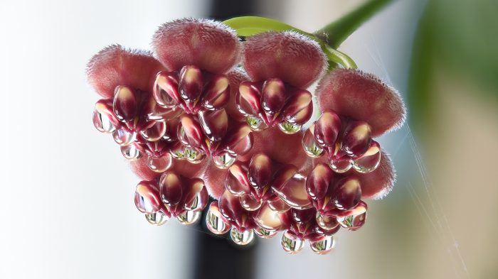 Hoya Wayetii - Image 2