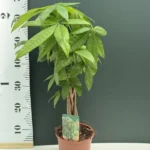 Pachira Aquatica Twist