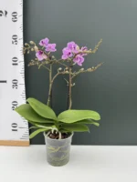 Ορχιδέα Phalaenopsis Mf Violet Queen - Image 2