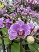 Ορχιδέα Phalaenopsis Mf Violet Queen