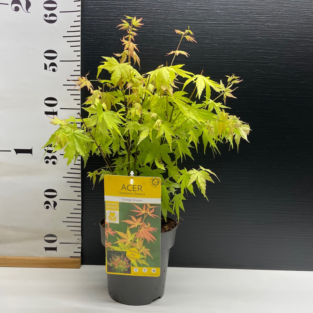 IMG_5717 IMG 5717 • Ελληνικές Ορχιδέες • Μοναδικές ορχιδέες με στυλ και αρώματα!