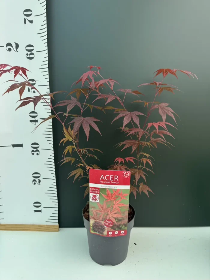 Acer Palmatum Atropurpureum - Image 2