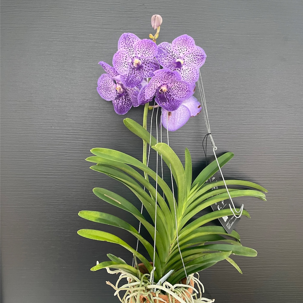 IMG_7031 Ορχιδέα Vanda Blue Freckless - Image 1