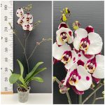Ορχιδέα Phalaenopsis Panda - Image 2