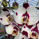 Ορχιδέα Phalaenopsis Panda