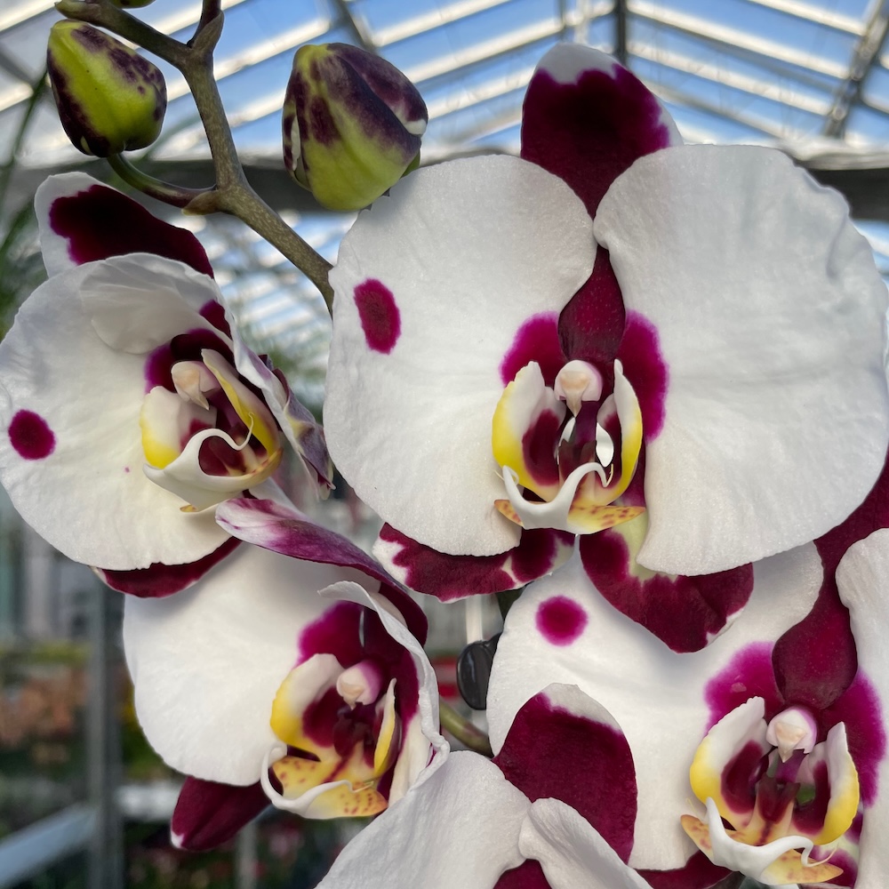 IMG_8630 Ορχιδέα Phalaenopsis Panda - Image 1