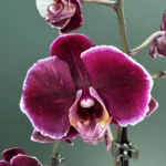 Ορχιδέα Phalaenopsis Grand. Black Jack