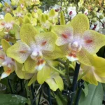 Ορχιδέα Phal. Yaphon Green Batman