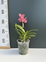 Phalaenopsis - Joy Fairy Tale - Image 2