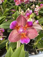 Phalaenopsis - Joy Fairy Tale