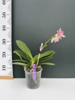 Ορχιδέα Phal. Joy Fairy Tale '670' AROMA - Image 2