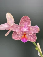 Ορχιδέα Phal. Joy Fairy Tale '670' AROMA