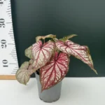Caladium - Bicolor