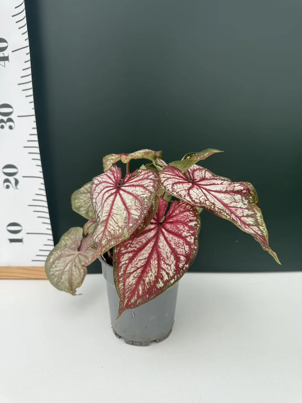 IMG_6439 Caladium - Bicolor - Image 1