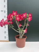 Adenium red - Image 2