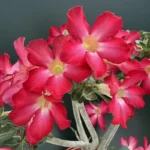 Adenium red