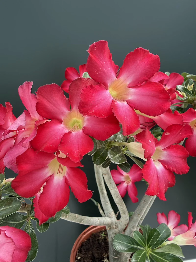 IMG_7003 Adenium red - Image 1