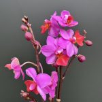 Ορχιδέα Phal. liu's triprince pink