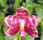 Ορχιδέα Phal. KS Super Zebra '84' AROMA
