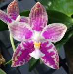 Ορχιδέα Phal. Lyndon Mix Zebra '870' AROMA