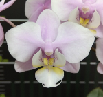 Ορχιδέα Phal. Meidarland Spring Vanilla AROMA