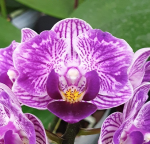 Ορχιδέα Phal. Sogo Vivien 'SOGO F858' (variegata & peloric)