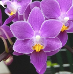 Ορχιδέα Phal. equestris 'Red' AROMA