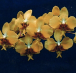 Ορχιδέα Phal. stuartiana var. nobilis 'Xiuya' × sib
