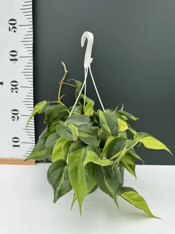 IMG_2614 IMG 2614 • Ελληνικές Ορχιδέες • Μοναδικές ορχιδέες με στυλ και αρώματα!