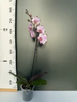 Ορχιδέα Phalaenopsis - Magic Art - Image 2