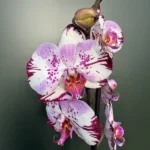 Ορχιδέα Phalaenopsis - Magic Art