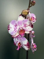 Ορχιδέα Phalaenopsis - Magic Art