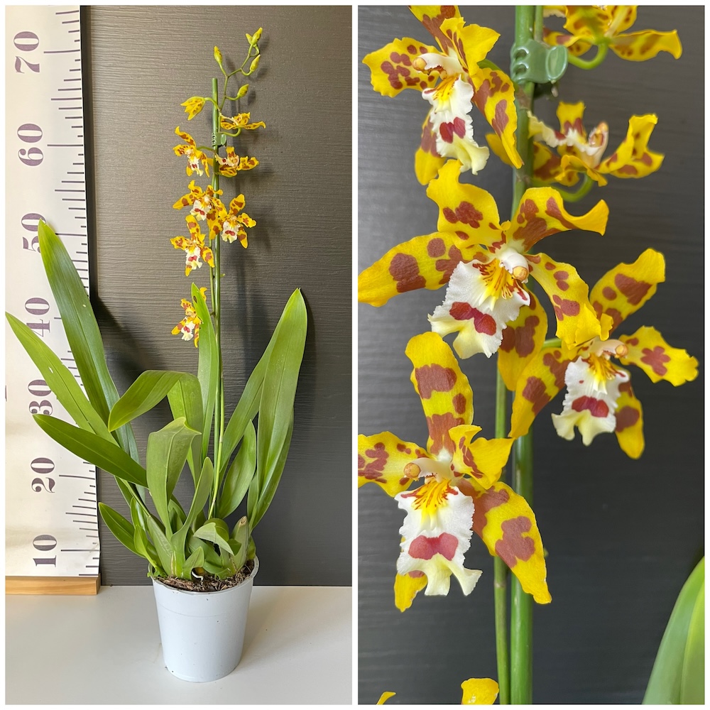 IMG_4270 Ορχιδέα odontocidium Tiger tail - Image 1