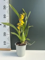 Ορχιδέα Oncidium Yellow Bee - Image 2