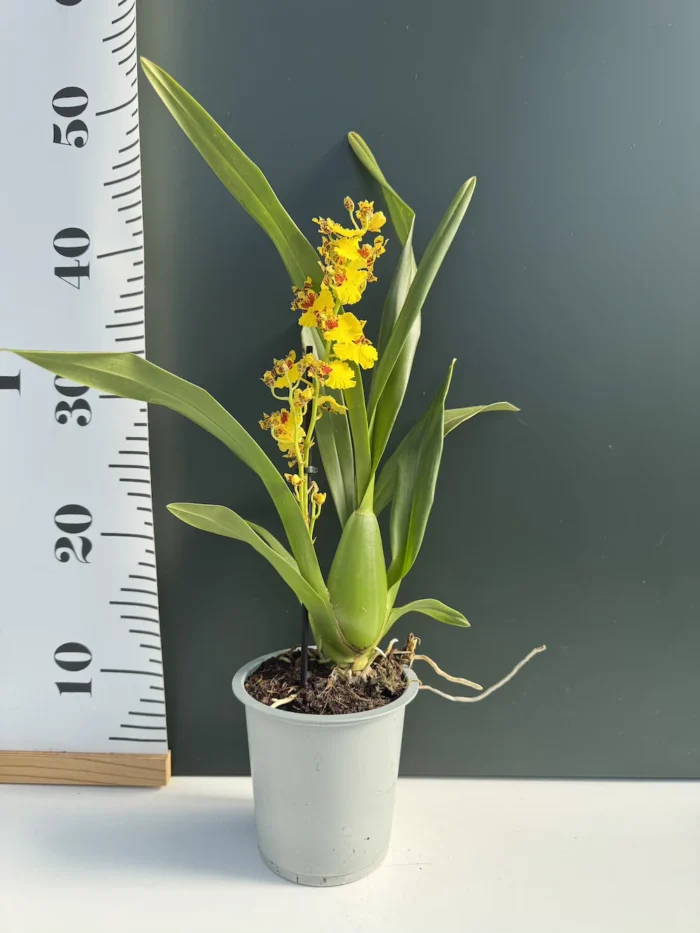 Ορχιδέα Oncidium Yellow Bee - Image 2