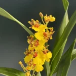 Ορχιδέα Oncidium Yellow Bee